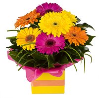Florist Mitcham - Gerbera boxed arrangement